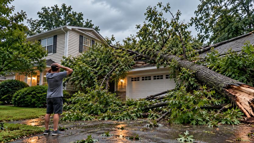 Emergency tree service for fallen and storm-damaged trees in Raleigh